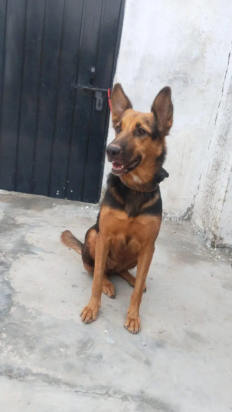 German shepherd female for sale — photo 3