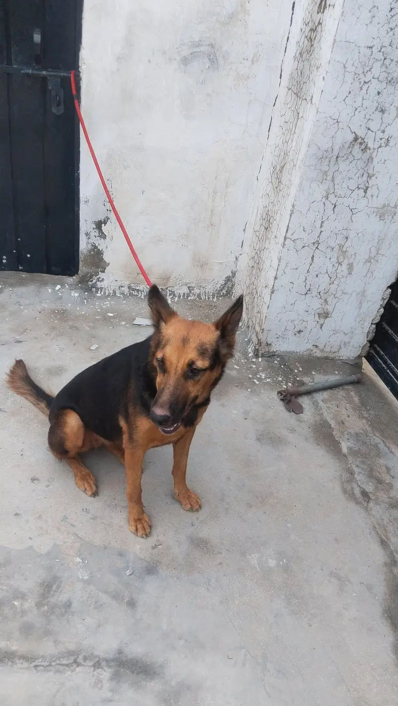 German shepherd female for sale — photo 4
