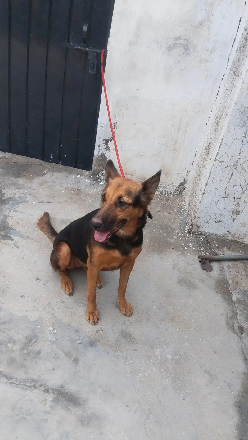 German shepherd female for sale — photo 5