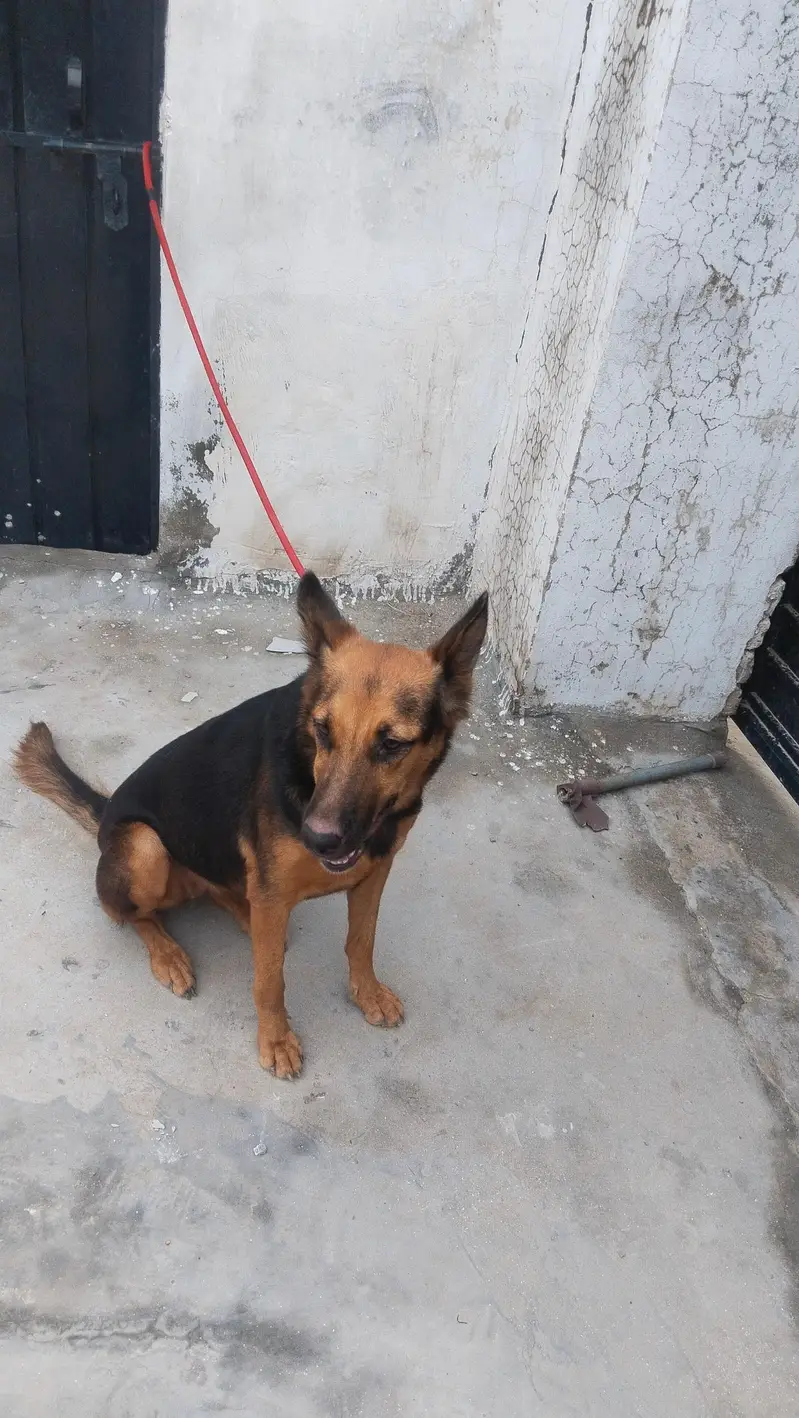 German shepherd female for sale — photo 7