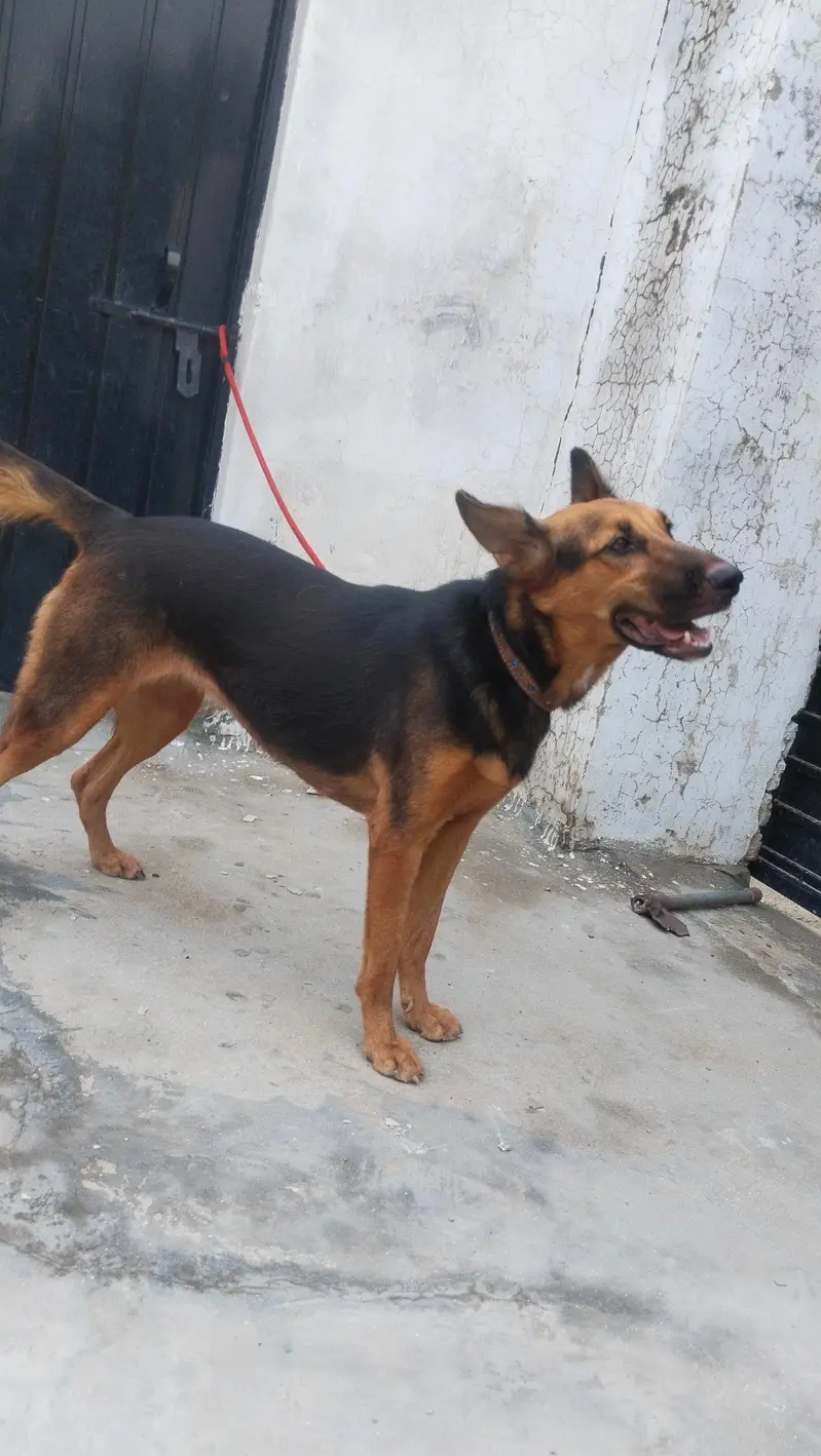 German shepherd female for sale — photo 8