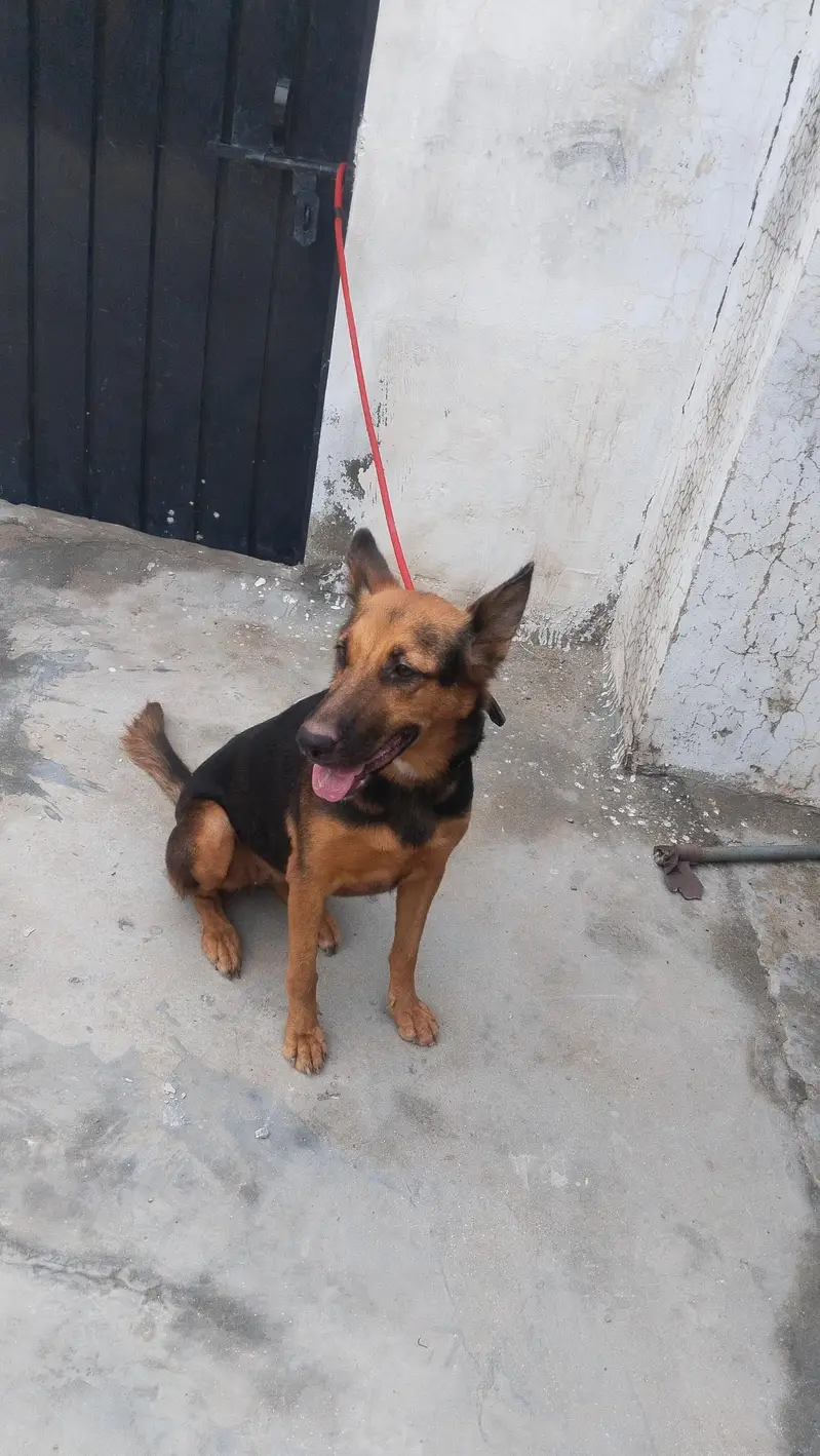 German shepherd female for sale — photo 9