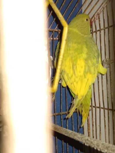 green and yellow shade parrot