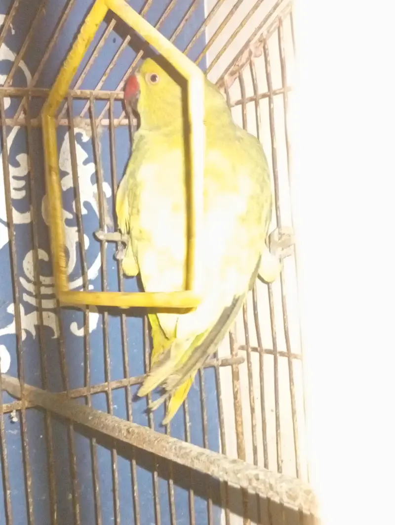 green and yellow shade parrot — photo 2