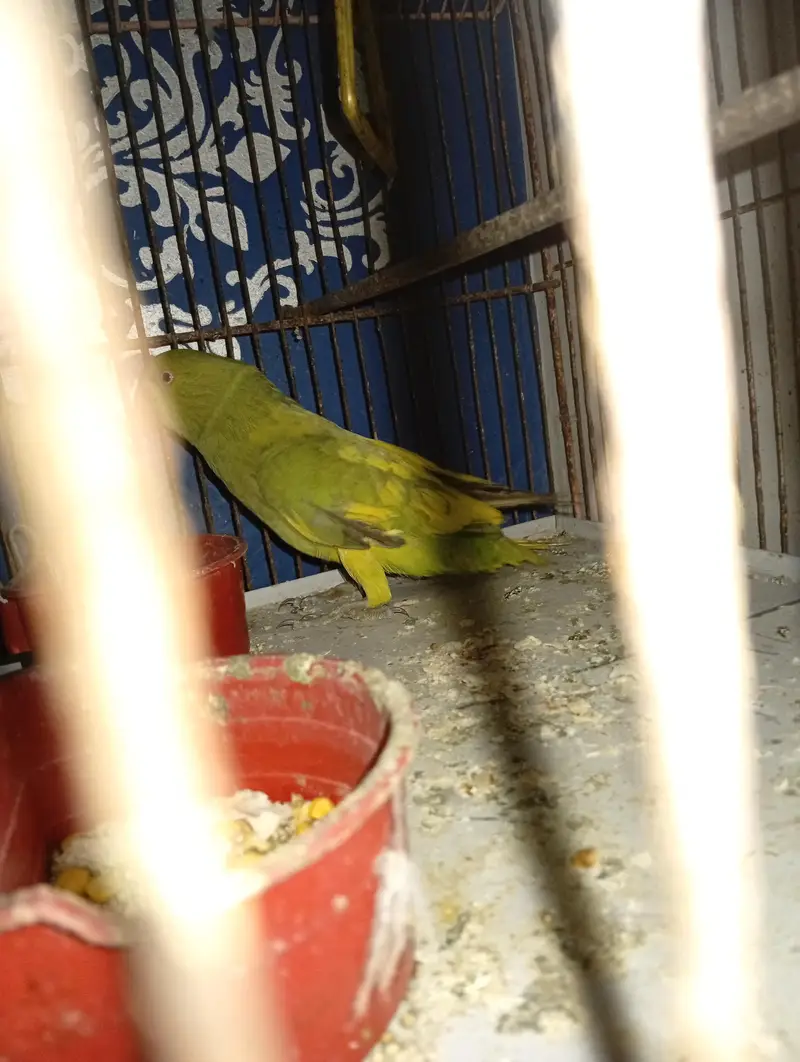 green and yellow shade parrot — photo 3