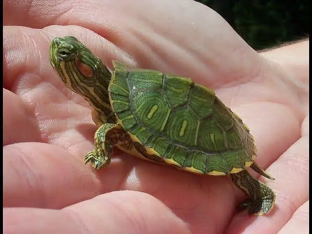 TURTLES FOR SALE HEALTHY AND ACTIVE
