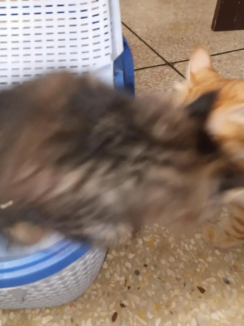 perician cats — photo 3