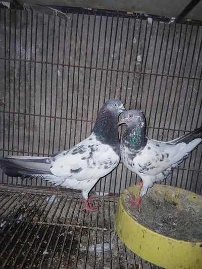 TOP QUALITY BREEDER PAIRS WITH CHICKS AND EGGS FOR SALE
