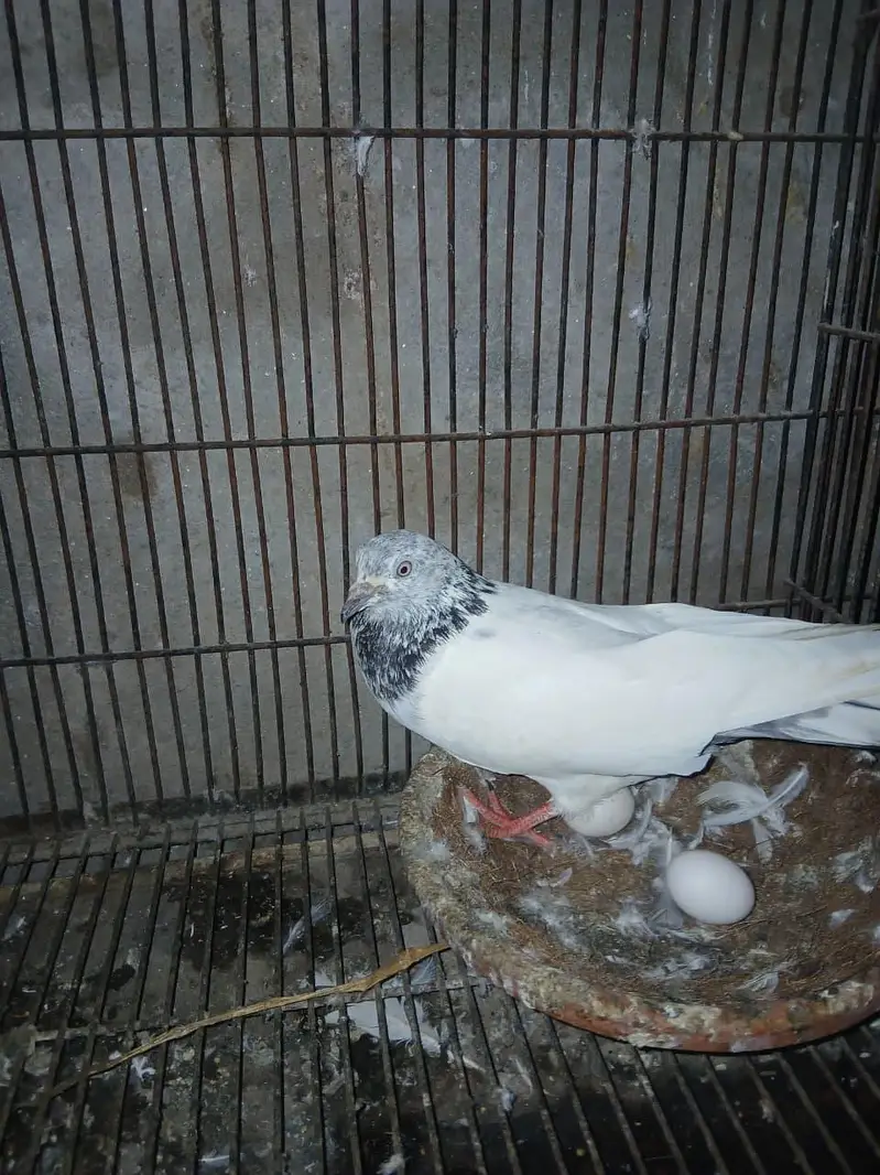TOP QUALITY BREEDER PAIRS WITH CHICKS AND EGGS FOR SALE — photo 2