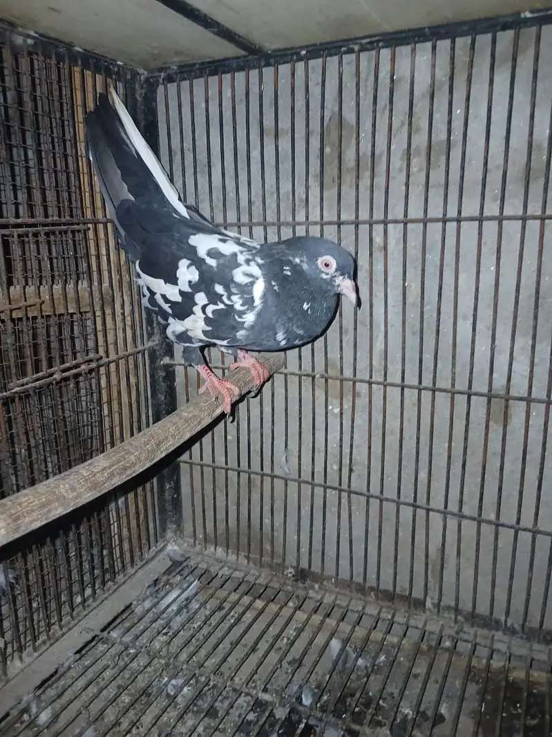TOP QUALITY BREEDER PAIRS WITH CHICKS AND EGGS FOR SALE — photo 3