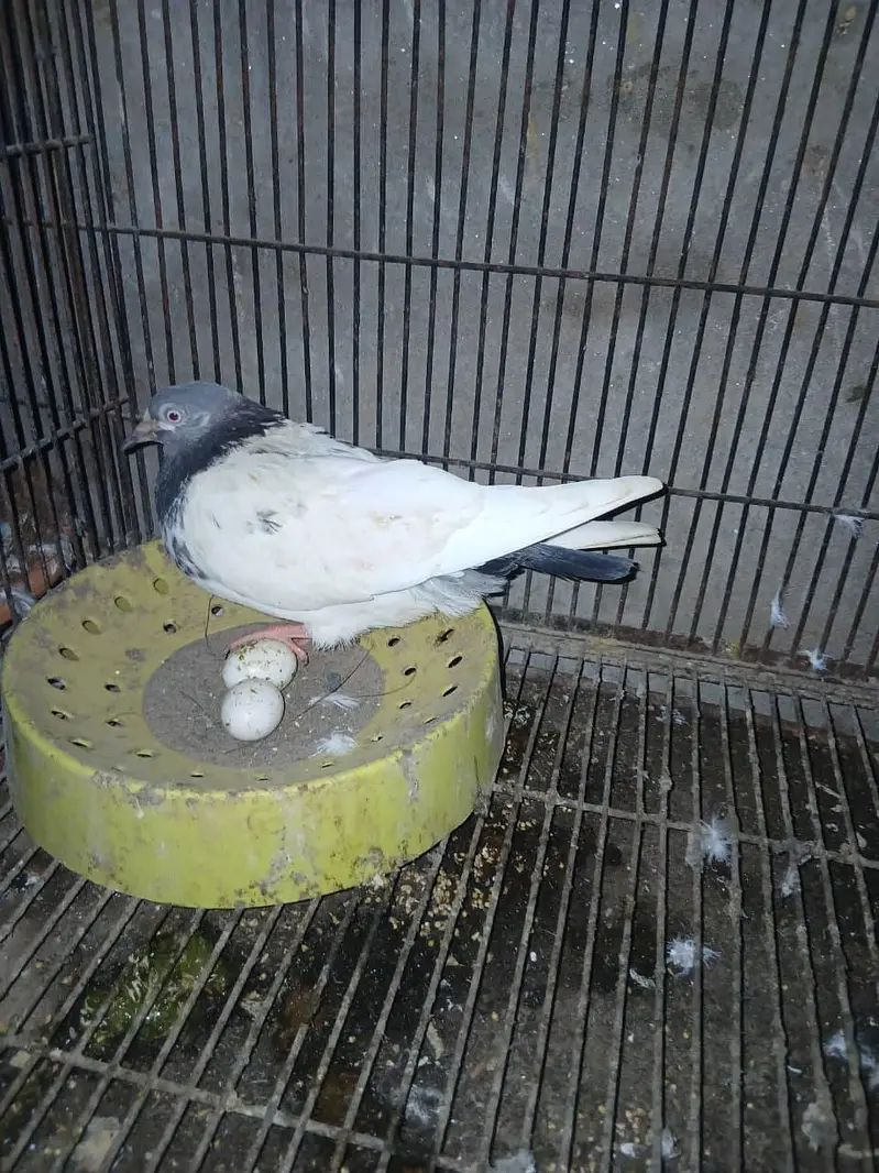 TOP QUALITY BREEDER PAIRS WITH CHICKS AND EGGS FOR SALE — photo 4