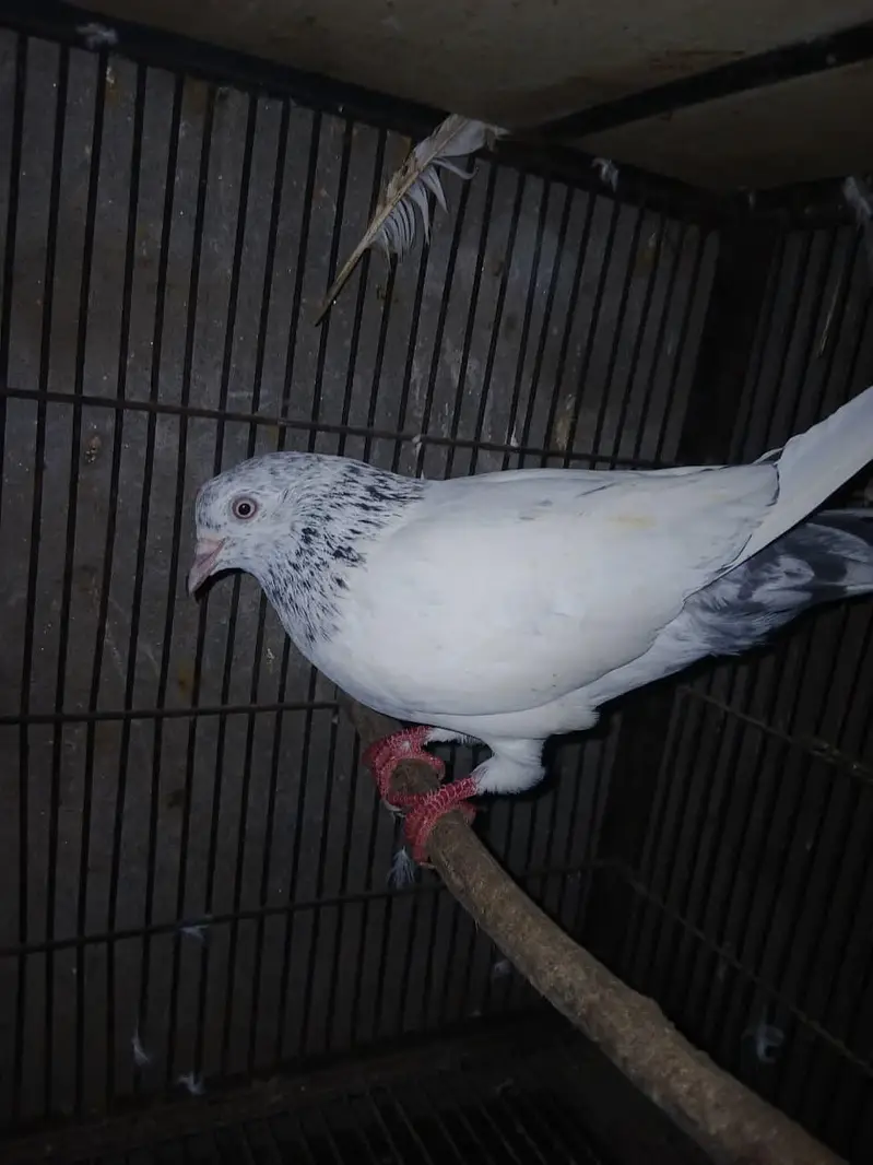 TOP QUALITY BREEDER PAIRS WITH CHICKS AND EGGS FOR SALE — photo 5