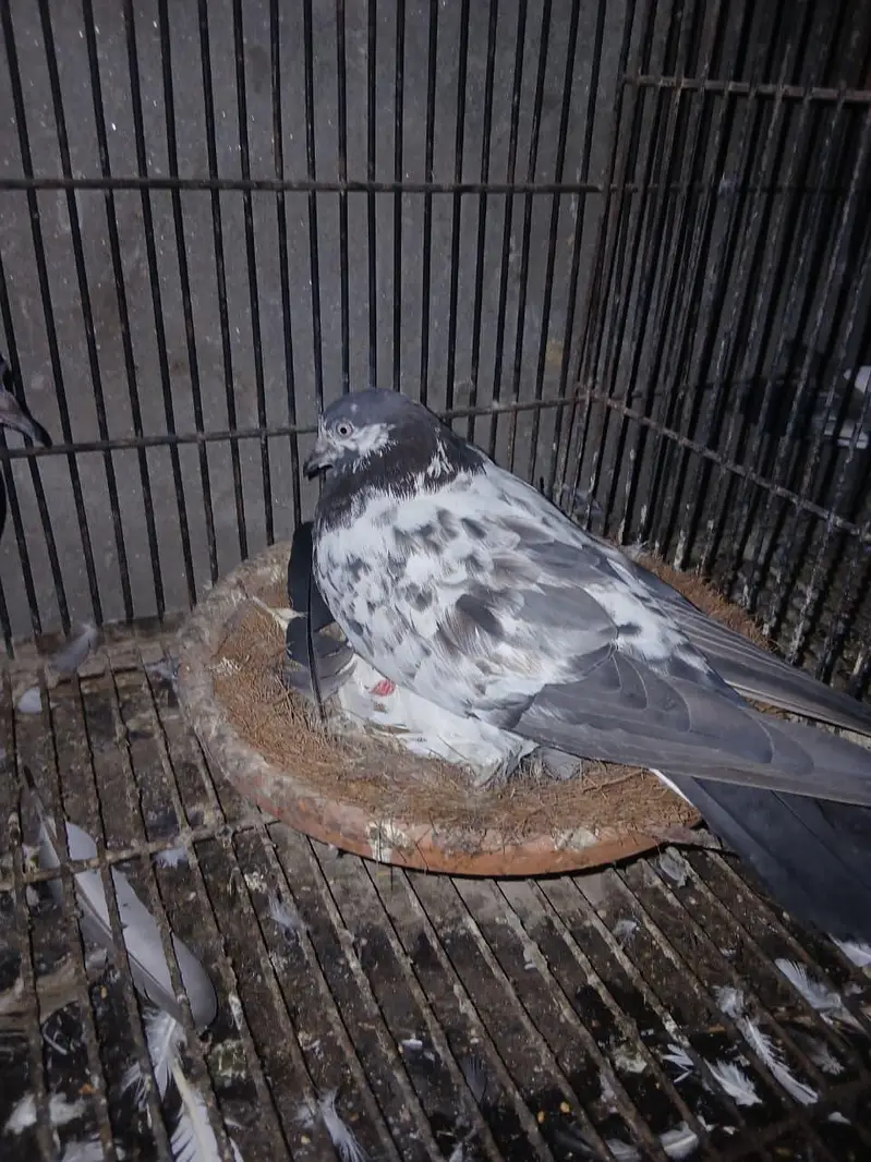 TOP QUALITY BREEDER PAIRS WITH CHICKS AND EGGS FOR SALE — photo 6