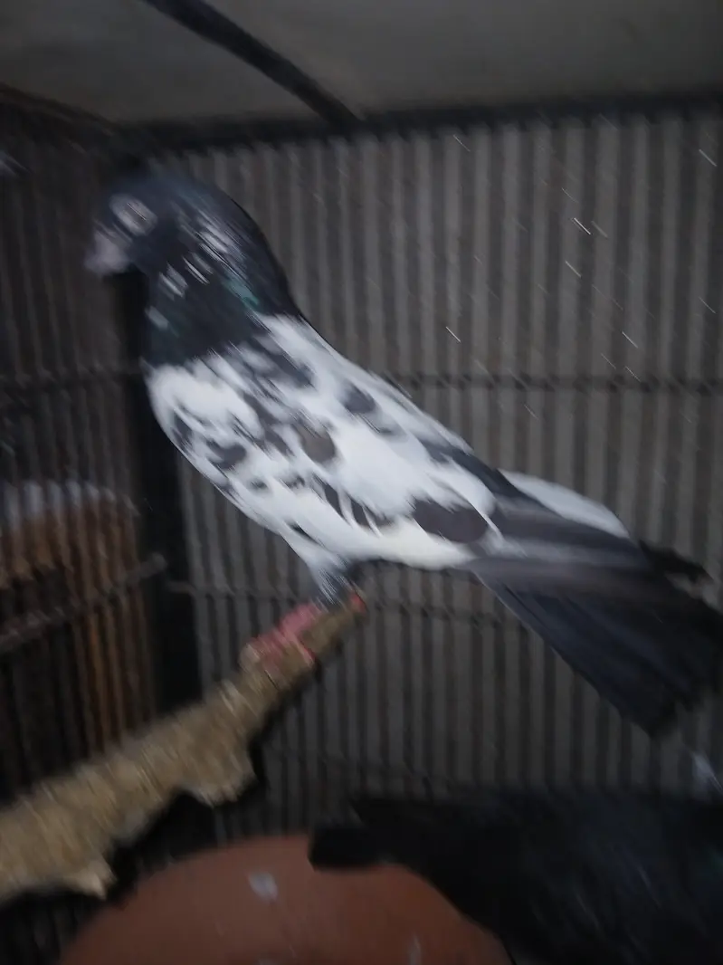 TOP QUALITY BREEDER PAIRS WITH CHICKS AND EGGS FOR SALE — photo 7