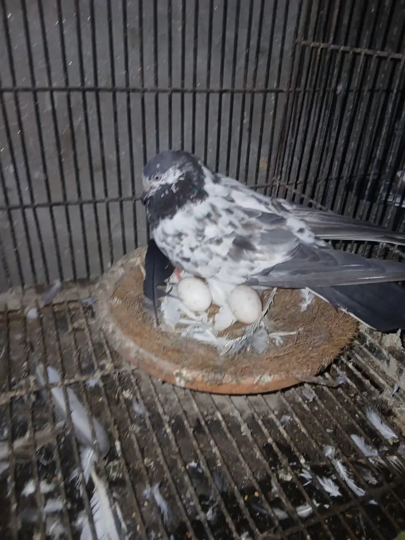 TOP QUALITY BREEDER PAIRS WITH CHICKS AND EGGS FOR SALE — photo 8