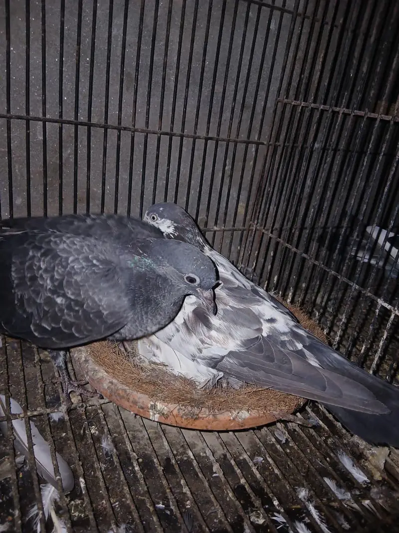 TOP QUALITY BREEDER PAIRS WITH CHICKS AND EGGS FOR SALE — photo 9