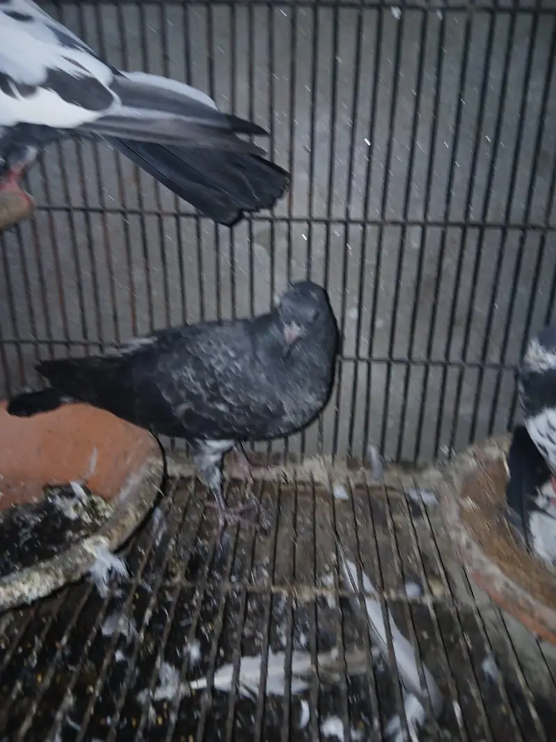 TOP QUALITY BREEDER PAIRS WITH CHICKS AND EGGS FOR SALE — photo 10