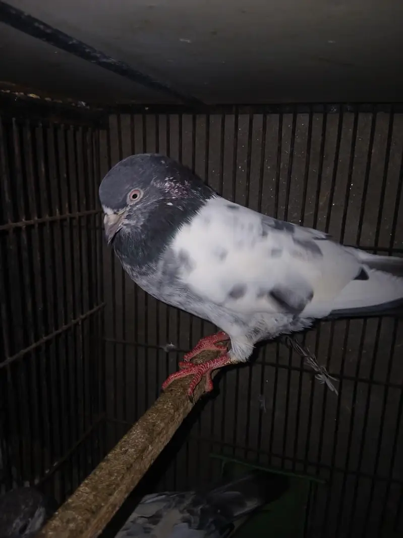 TOP QUALITY BREEDER PAIRS WITH CHICKS AND EGGS FOR SALE — photo 11