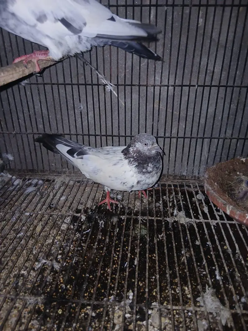 TOP QUALITY BREEDER PAIRS WITH CHICKS AND EGGS FOR SALE — photo 12