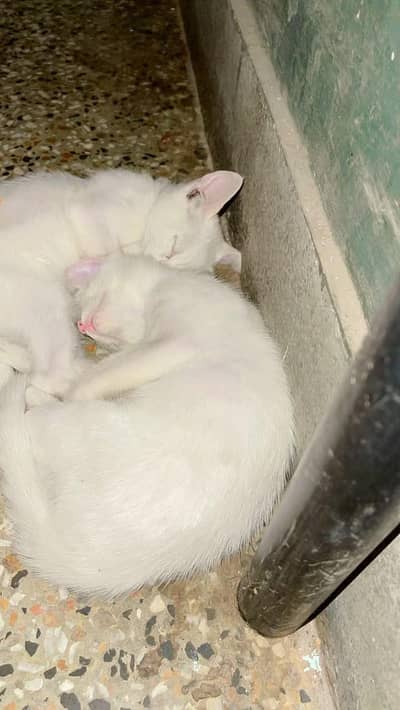 persian cats pair