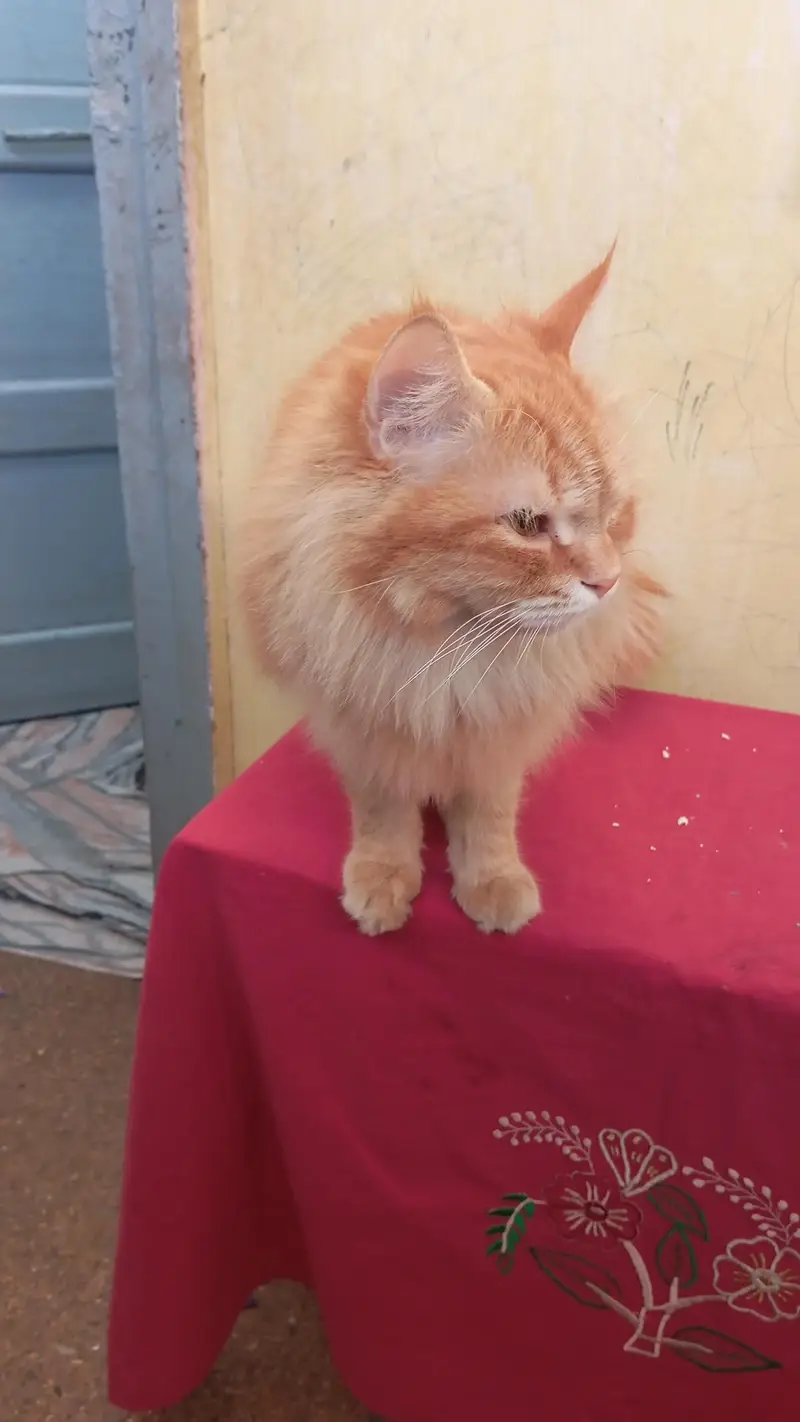 perician cats — photo 4