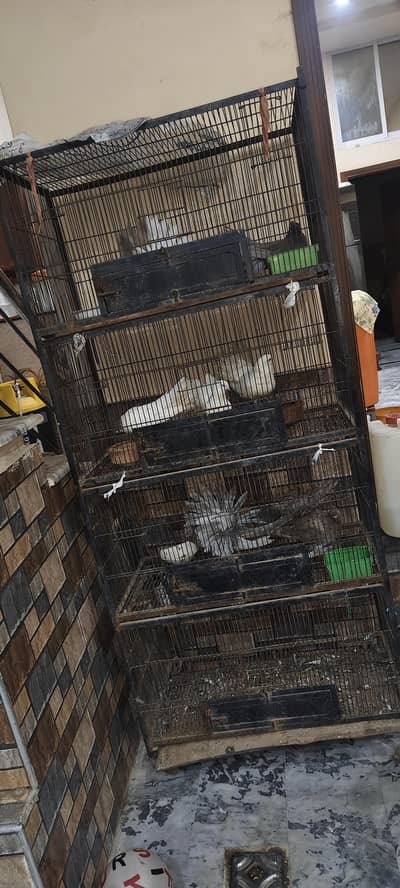 Branded cage 3*1.5