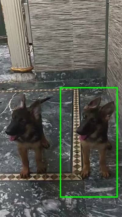 Double Coat Female Puppy For Sale