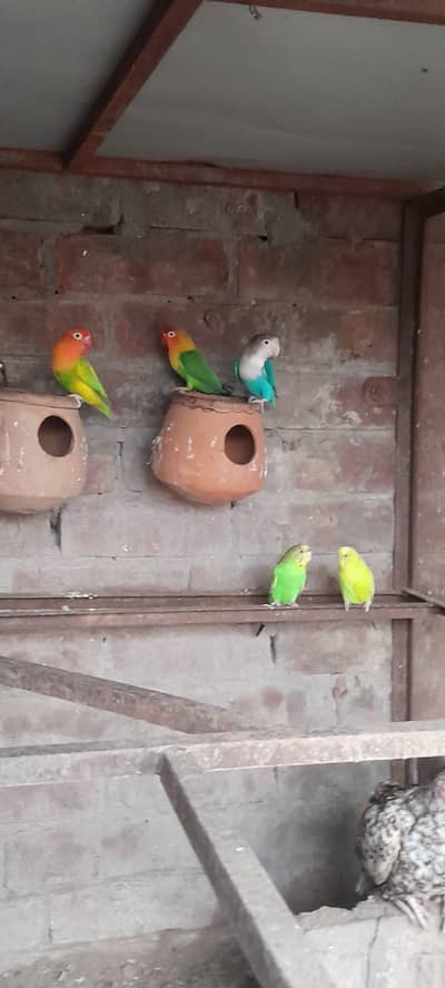 love birds