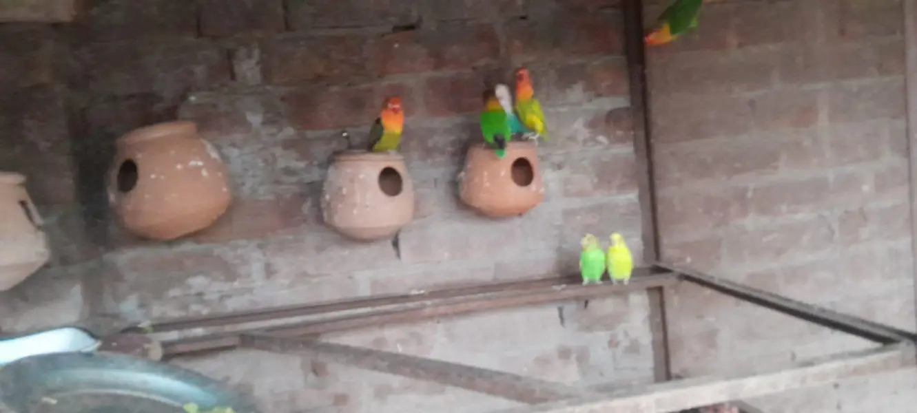 love birds — photo 3
