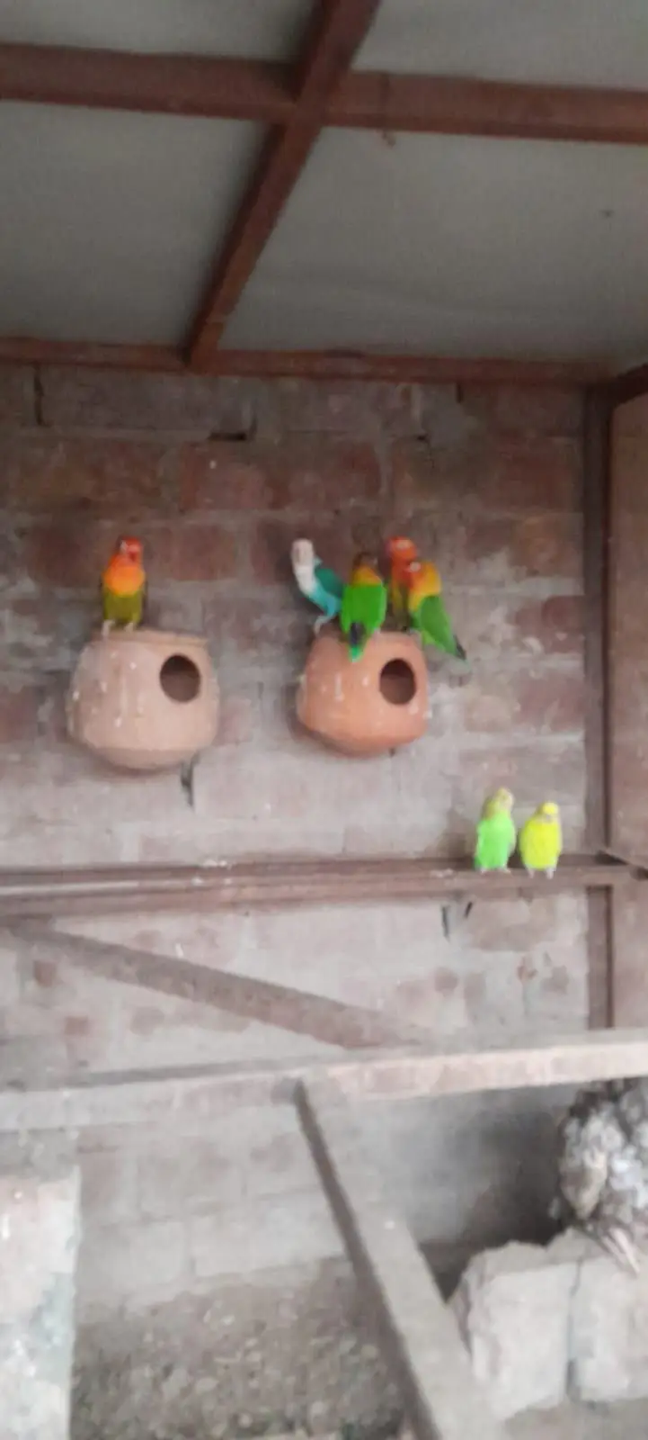 love birds — photo 4