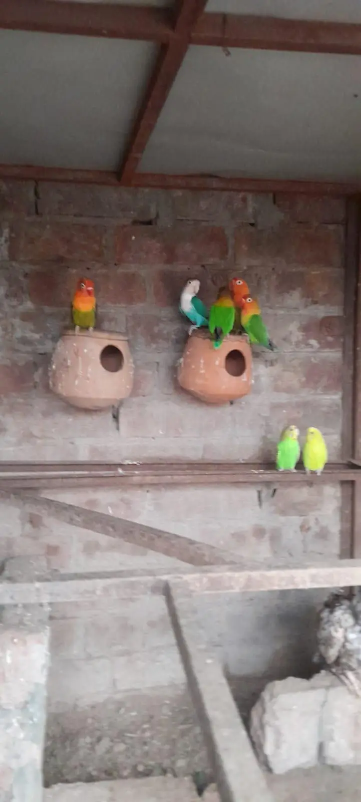 love birds — photo 5