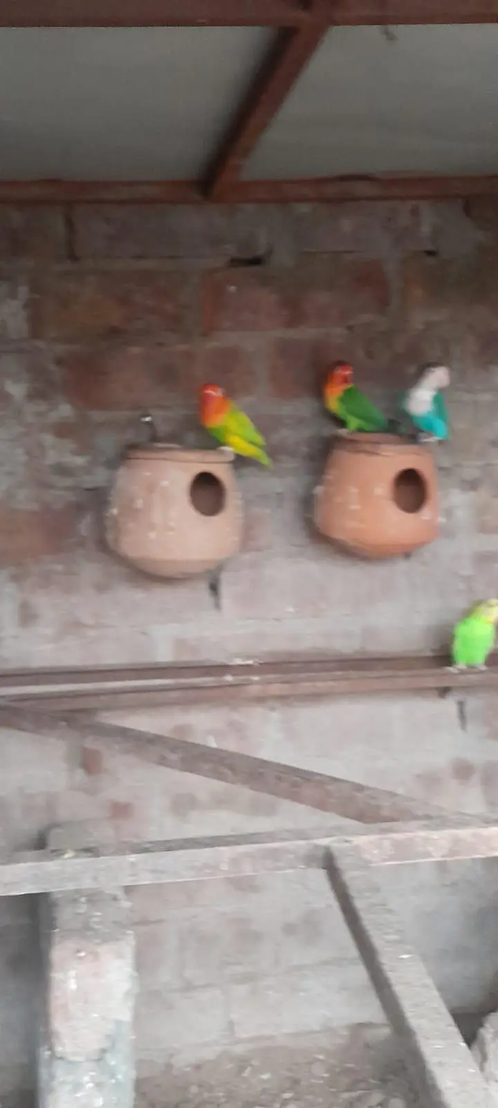 love birds — photo 6