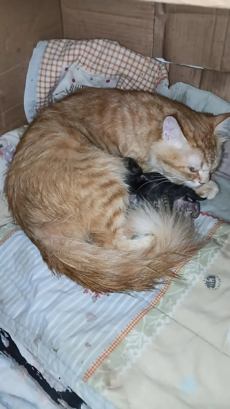perician cats — photo 5