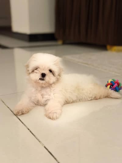 Shihtzu  puppy 03075273683