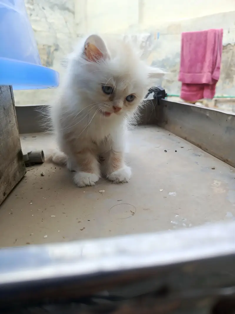 baby cata — photo 2