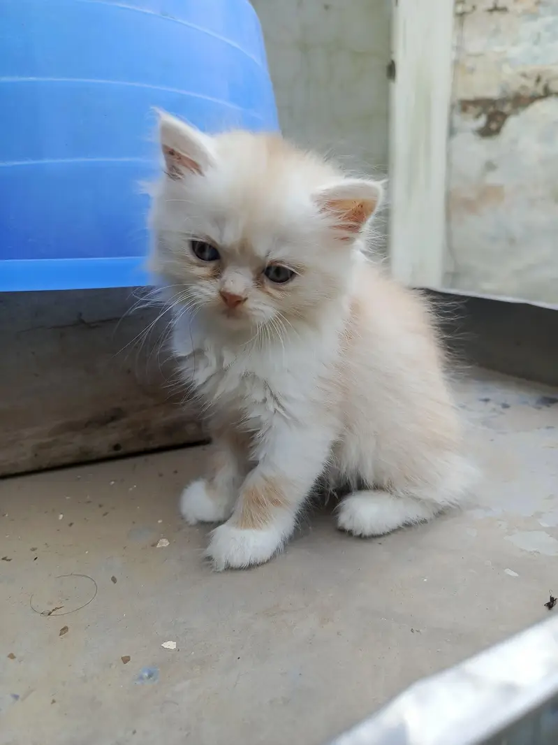 baby cata — photo 3