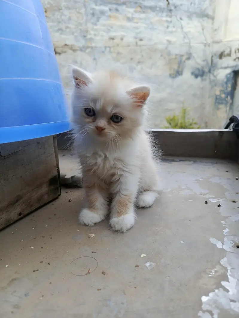 baby cata — photo 4