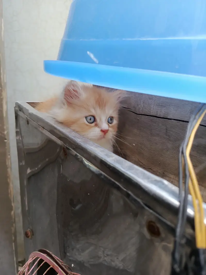 baby cata — photo 5