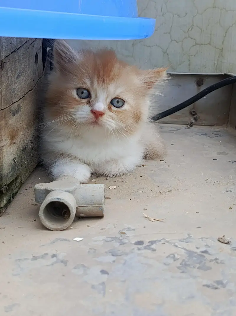 baby cata — photo 6