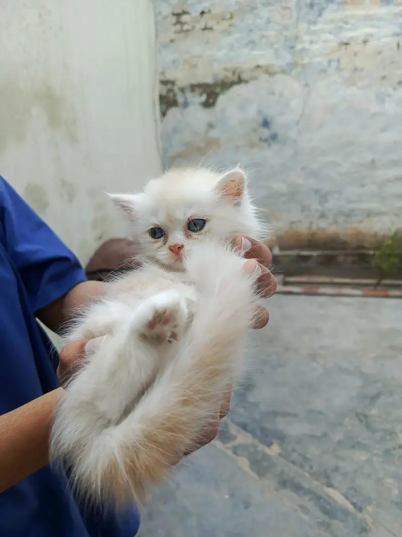 baby cata — photo 7