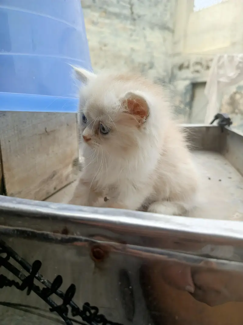 baby cata — photo 8