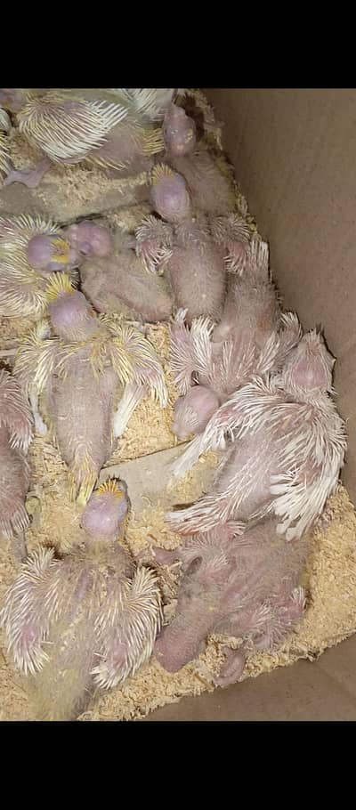 cocktails chick available for sale 10 cream red eyes 3 eno red eyes