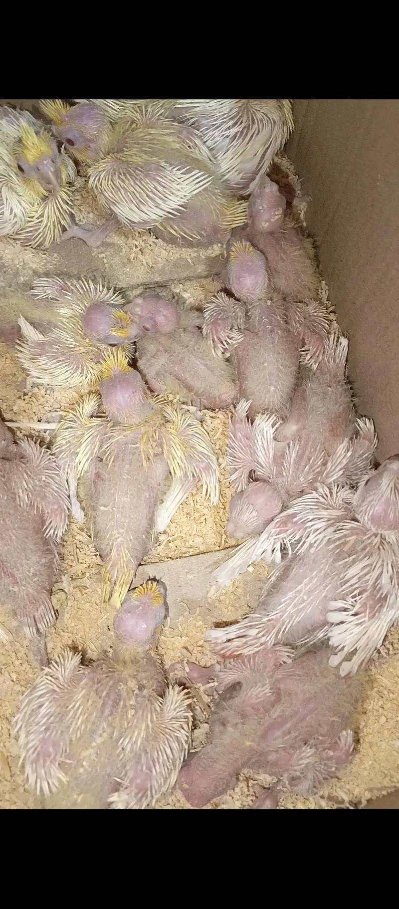 cocktails chick available for sale 10 cream red eyes 3 eno red eyes — photo 2