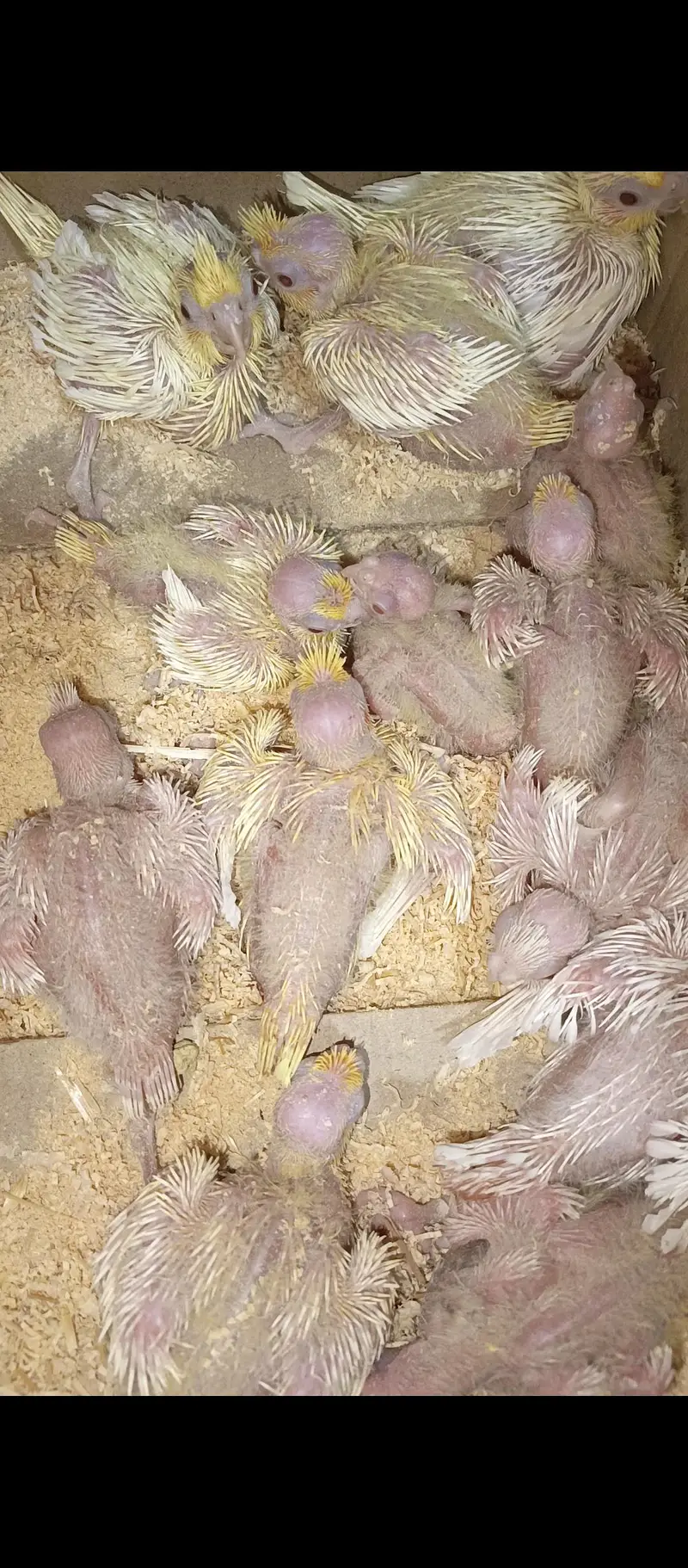 cocktails chick available for sale 10 cream red eyes 3 eno red eyes — photo 3