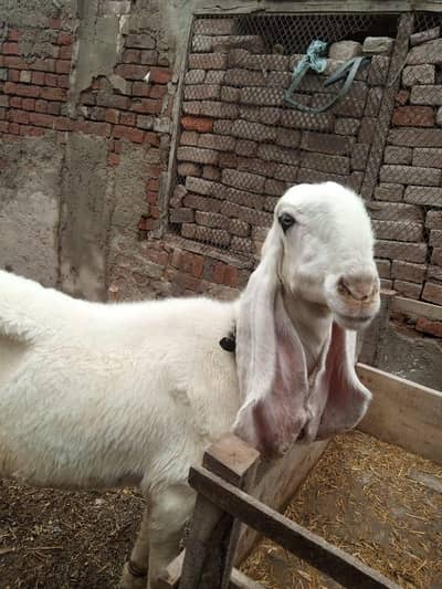 pure kajli female sheep for sale age four years
