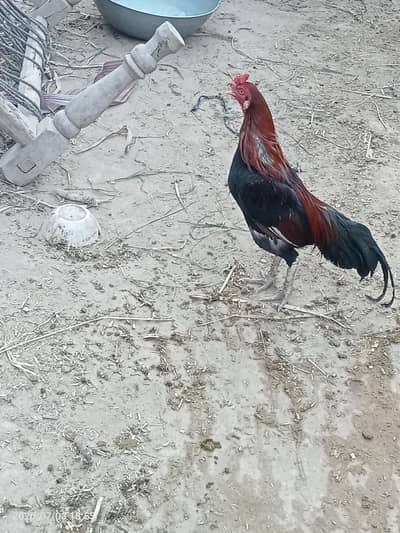 Aseel murga urgent for sale
