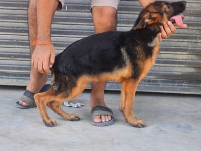 blackntan germen shepherd pink pedigri strong blood line
