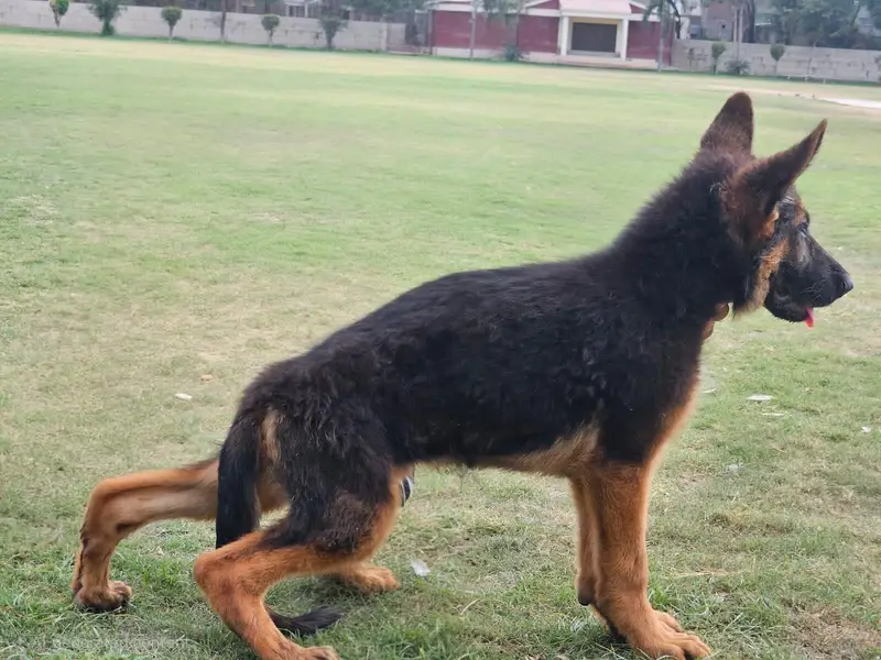 blackntan germen shepherd pink pedigri strong blood line — photo 2