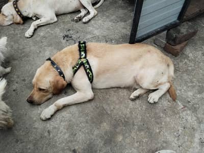 I want to sale my Labrador Adult Male and female