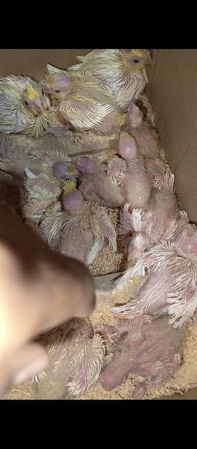 cocktails chick available for sale cream and Eno red eyes